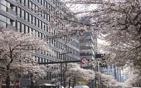 Chiyoda Ward Tokyo Petrina Tinslay Cherry Blossom Season Cherry