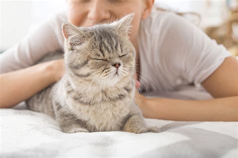 Does Your Cat Love You 11 Ways To Tell Great Pet Care