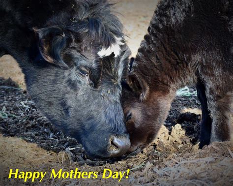 Happy Mothers Day To All The Livestock Moms Out There Show Cattle