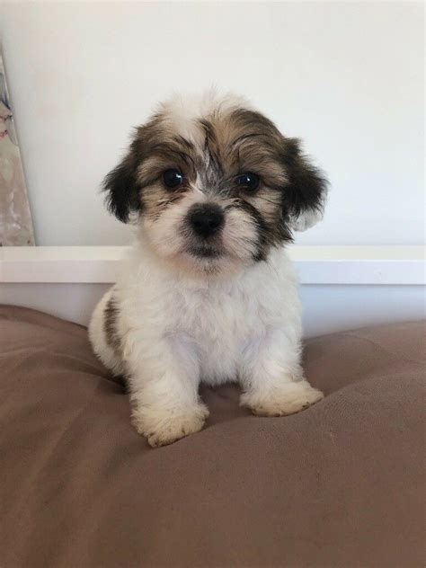 6 beautiful shih tzu cross Yorkie puppies for sale | in ...