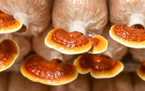 Reishi Mushroom The Ultimate Guide To Ganoderma Lucidum Freshcap