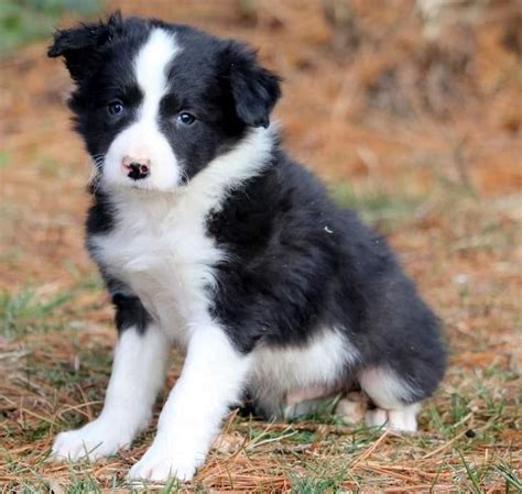 Border Collie Puppy For Sale Dogs For Sale Price