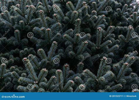 Closeup Shot Of Pine Tree Leaves Stock Image Image Of Texture Branch