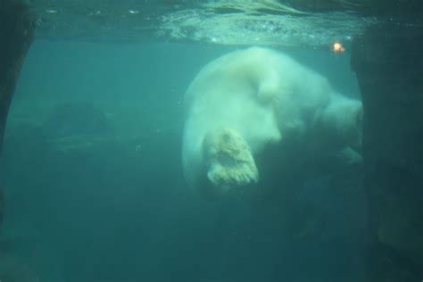 Polar Bear Swimming Zoochat