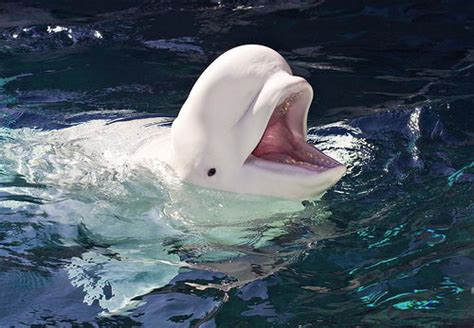 Beluga Whale Facts Beluga Whale Diet And Habitat
