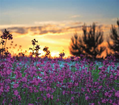 Summer Sunrise Over A Blossoming Meadow Pollards Print
