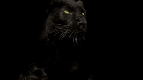 Marvel black panther wallpaper, black background, minimalism. Black Panther Wallpapers High Quality | Download Free