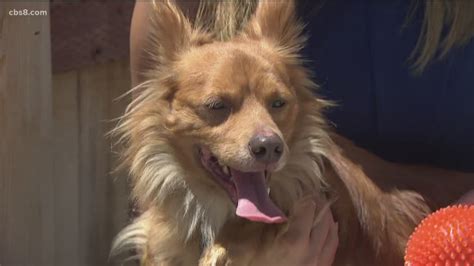 Most will take after the welsh corgi in stature and possess many of their loveable traits including their quirky build. Corgi mix outruns coyotes in Vista | cbs8.com