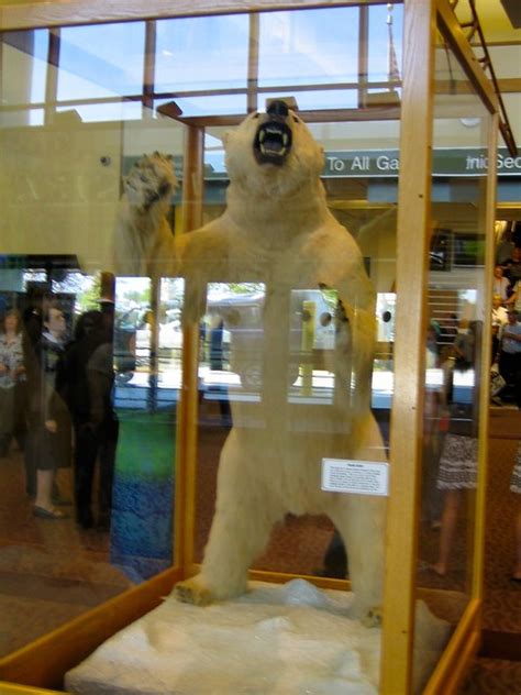 Polar Bear At Anchorage Airport Flickr Photo Sharing