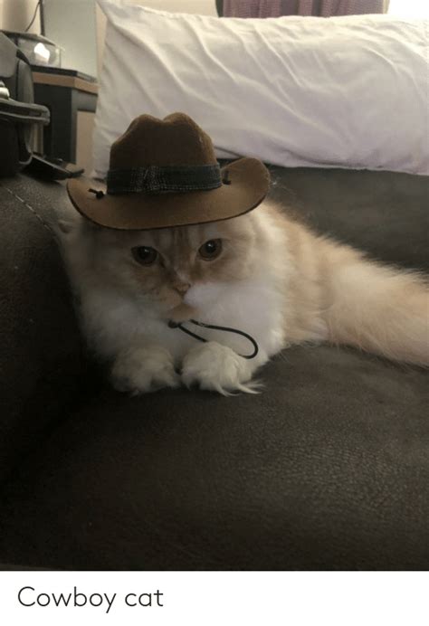 Cowboy Cat Cowboy Meme On Meme