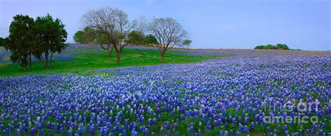 Bluebonnet Vista Texas Bluebonnet Wildflowers Landscape Flowers Photograph By Jon Holiday Pixels