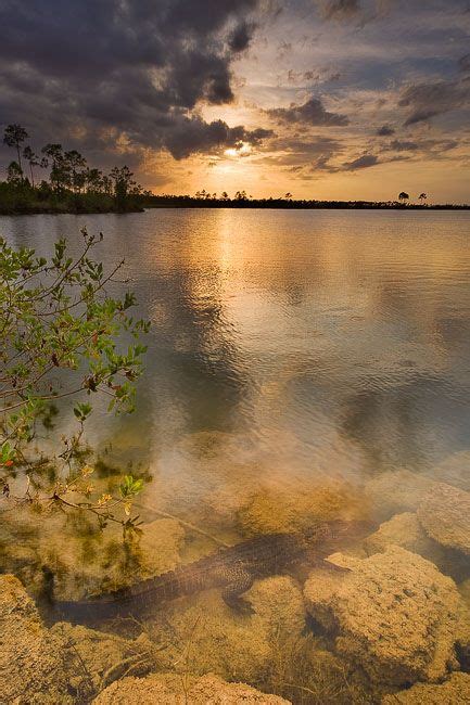 Pineglades Lake Everglades National Park Florida Fl Usa Beautiful
