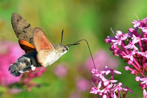 Hummingbird Moth Facts Images And Species Info Hummingbirds Plus