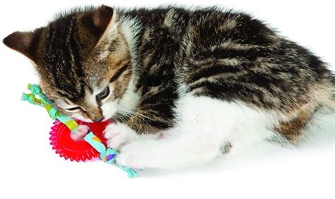 5 Best Cat Chew Toys In May 2024 Buyers Guide And Reviews