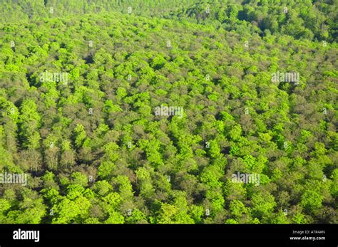 Deciduous Forest Hi Res Stock Photography And Images Alamy