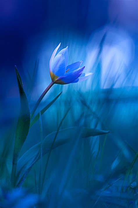 Sony Dsc Blue Tulips Blue Flowers Beautiful Flowers Wallpapers