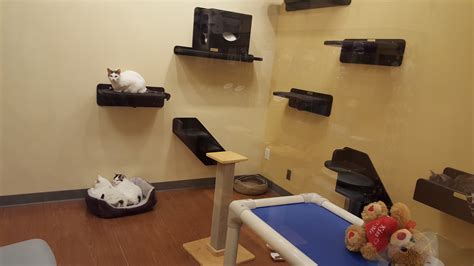 Pets for Adoption at Purrfect Pets Inc., in Overland Park, KS | Petfinder