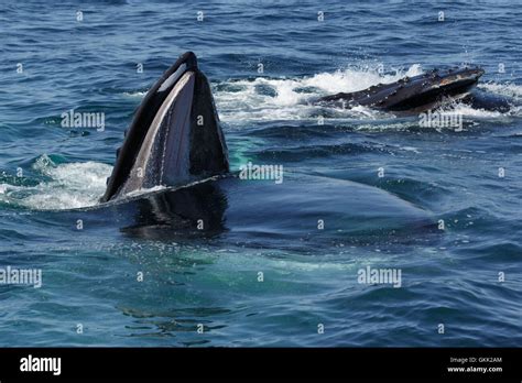A Photograph Of A Humpback Whale Feeding Off The Coast Of Provincetown