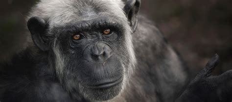 Could Humans Evolve Again From Apes If We Went Extinct Bbc Science