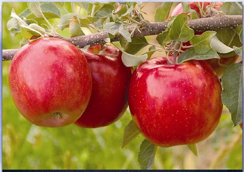Plant A Fuji Apple Tree And Cultivate Your Own Delicous Fruit Dengarden