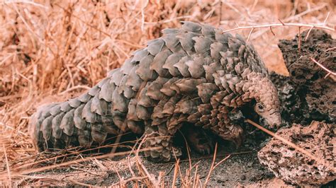 Pangolins are solitary and active mostly at night. The Return of the Pangolin | Reversing a Local Extinction
