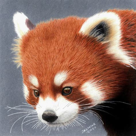 Colored Pencil Drawing A Red Panda Cub By Jasminasusak On Deviantart