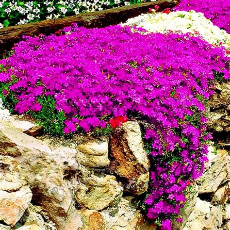 205pcs Rock Cress Bonsai Climbing Plant Creeping Thyme Plants Perennial