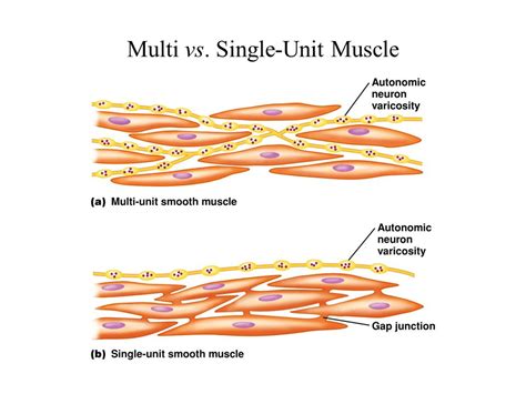 Smooth Muscles Types Properties Function And Source Of Calcium Ions