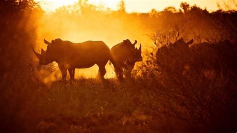 Where To See Wildlife In Zimbabwe Jacada Travel
