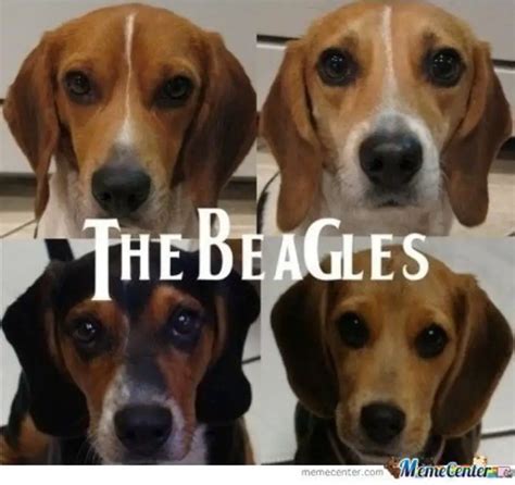 17 Funny Beagle Memes For Good Mood Page 4 Of 6 Pettime