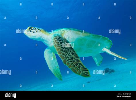 Reptile Underwater Turtle Stock Photo Alamy