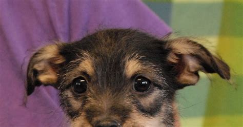 Nevada Spca Animal Rescue The Beloved Baby Puppies Debut For Adoption