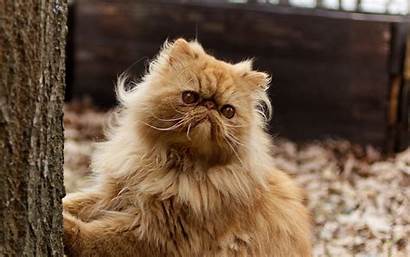 Persian Cat Fluffy 4k Cc0 License Author