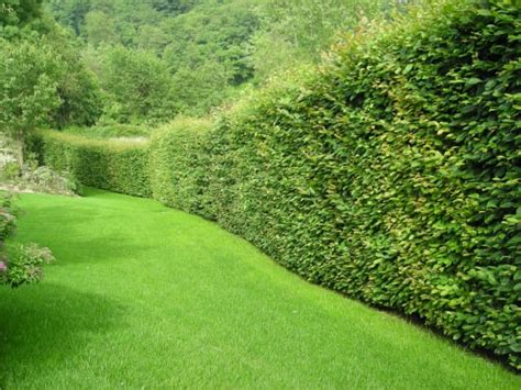 Check spelling or type a new query. Ratgeber Garten: Schöne Hecken | homify