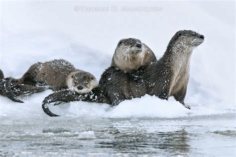 Ice Fishing — River Otters By Thomas D Mangelsen