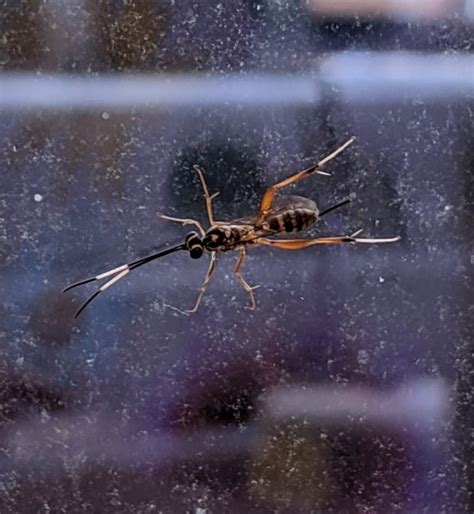 What Is A Ichneumon Wasp Us Pest Protection