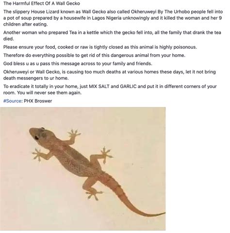 Are House Lizards Highly Poisonous And Can A Salt And Garlic Mixture