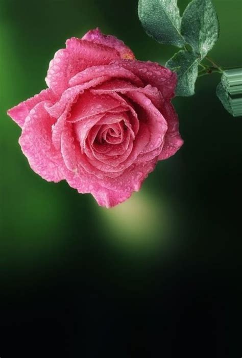 Dont Waitlife Goes Faster Than You Think Beautiful Rose Flowers