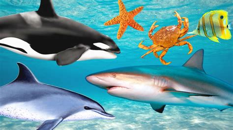Sea Animals Names And Song For Children Youtube