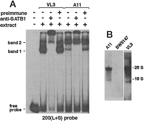 Interaction Of The Nuclear Matrix Associated Region Mar Binding