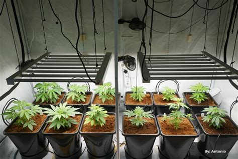 Hydroponic Cannabis Growing Guide Dutch Passion