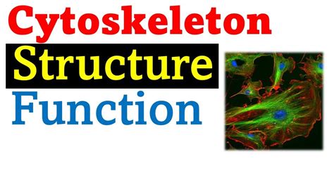Cytoskeleton Structure And Function Youtube