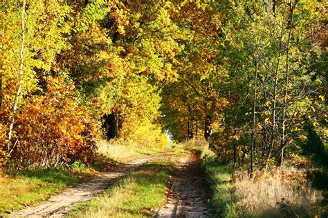 Free Images Tree Nature Trail Meadow Sunlight Leaf Stream