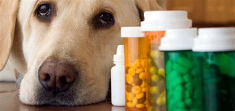 The answer here is both yes and no. 10 Best Dog Health Supplements — For Overall Dog health