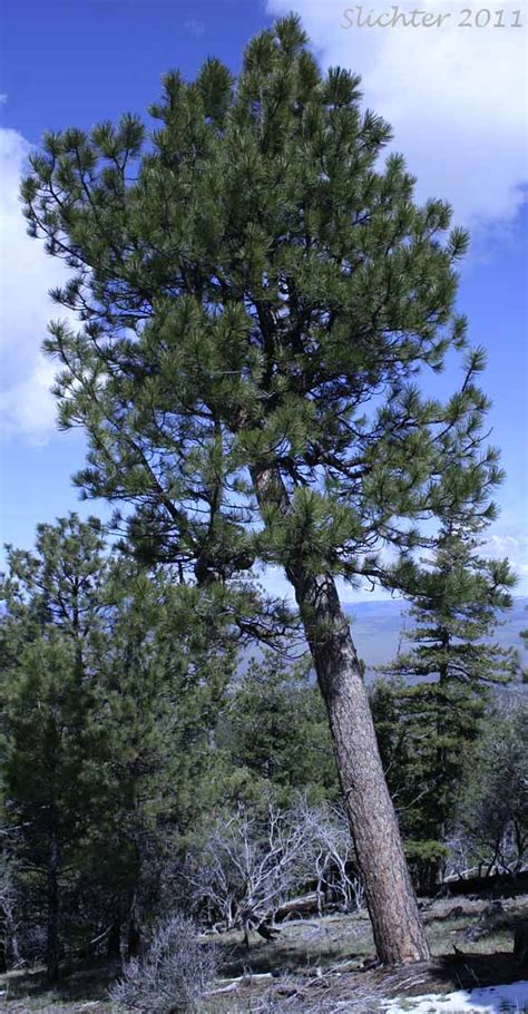 Ponderosa Pine Western Yellow Pine Blackjack Pine Bull Pine Pinus