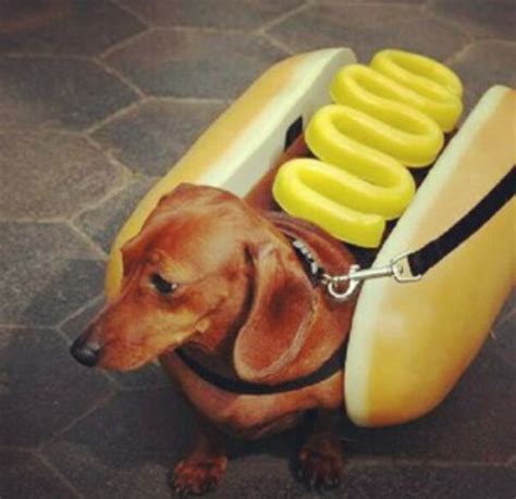 Hot Dog Funny Dachshund Weiner Dog Wiener Dog