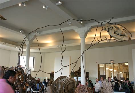 The American Museum Of Natural Historys Paraceratherium Exhibit Uses