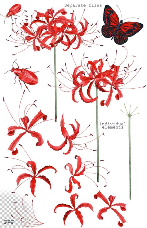 Red Spider Lily Drawing Easy Red Spider Lily Bodyrowasuck Wallpaper