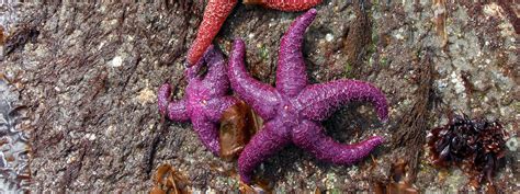 Keystone Species Sampler Purple Sea Star Keystone Species Sea Star