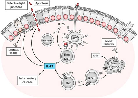 Frontiers Targeting IL 13 As A Host Directed Therapy Against